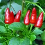 Sigaretta Calabrese: peperoncino piccante che fa dimagrire. Quali proprietà?