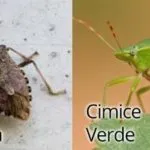 Come difendersi dalla cimice asiatica: sciami di insetti invadono il Nord Italia