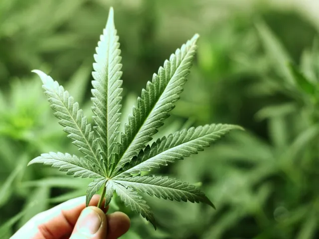 Cannabis terapeutica irreperibile, malati pugliesi in rivolta