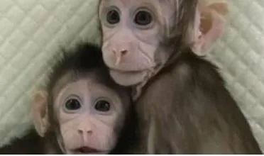 Scimmiette clonate: ecco il secondo esperimento dopo la pecora Dolly
