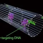 Nanorobot con frammenti di DNA uccidono il cancro